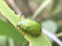 Calomela pallida