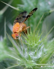 Xyphosia miliaria