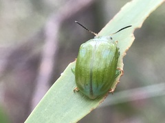 Calomela pallida