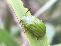 Calomela pallida