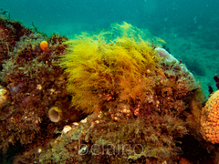 Halopteris campanula