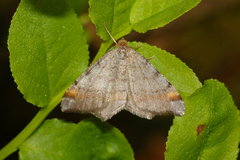 Macaria liturata