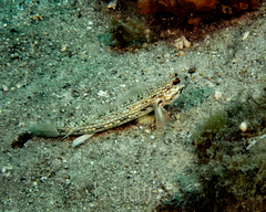 Istigobius hoesei