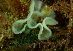 Nudibranchia