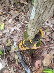 Phylloporia