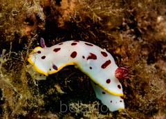 Goniobranchus splendidus