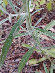 Pterocaulon virgatum