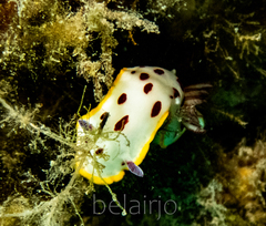 Goniobranchus splendidus