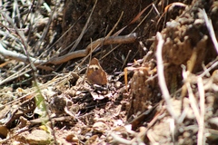 Junonia coenia coenia