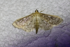 Herpetogramma thestealis