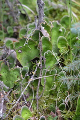 Peltigera aphthosa