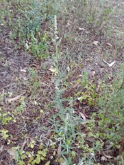 Pterocaulon virgatum