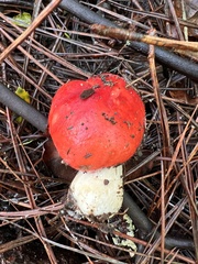 Russula cremoricolor