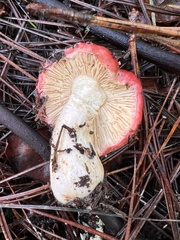 Russula cremoricolor