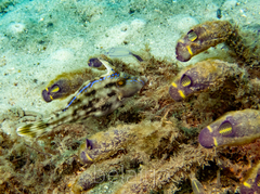 Meuschenia trachylepis