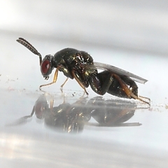 Monodontomerus