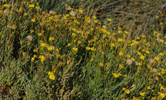 Limbarda crithmoides