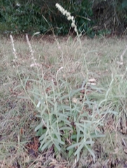 Pterocaulon virgatum