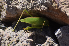 Amblycorypha