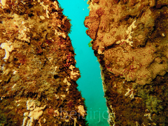 Botrylloides leachii