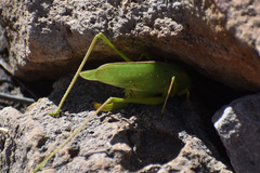 Amblycorypha