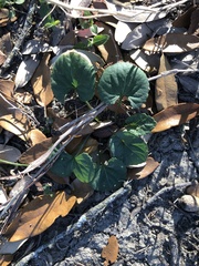 Packera obovata