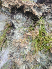 Acanthopleura granulata