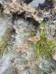 Acanthopleura granulata