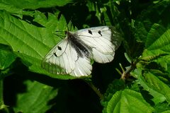 Parnassius mnemosyne