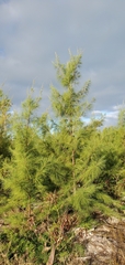 Casuarina equisetifolia
