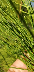 Casuarina equisetifolia