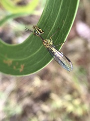 Spaminta minjerribae