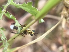 Spaminta minjerribae