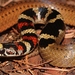Guatemala Neckband Snake - Photo (c) Alex Rebelo, some rights reserved (CC BY-NC), uploaded by Alex Rebelo