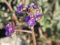 Phacelia crenulata