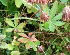 Potentilla thuringiaca