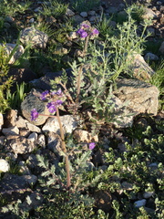 Phacelia crenulata