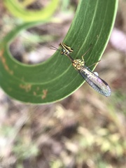 Spaminta minjerribae