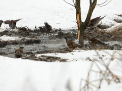 Turdus pilaris
