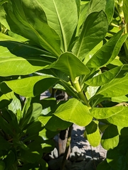 Scaevola taccada