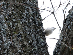 Sitta europaea