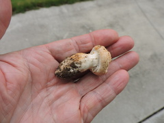 Agrocybe molesta