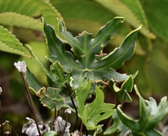 Doryopteris