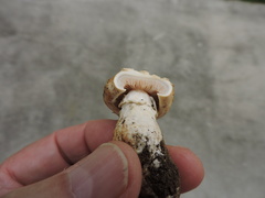 Agrocybe molesta