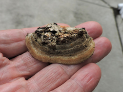 Gloeophyllum sepiarium