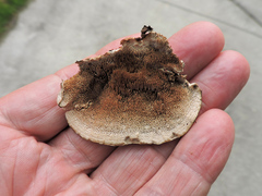 Gloeophyllum sepiarium