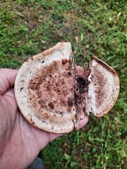 Hydnellum aurantiacum