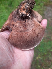 Hydnellum aurantiacum