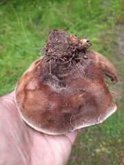Hydnellum aurantiacum