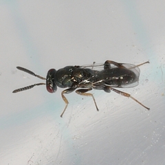 Monodontomerus